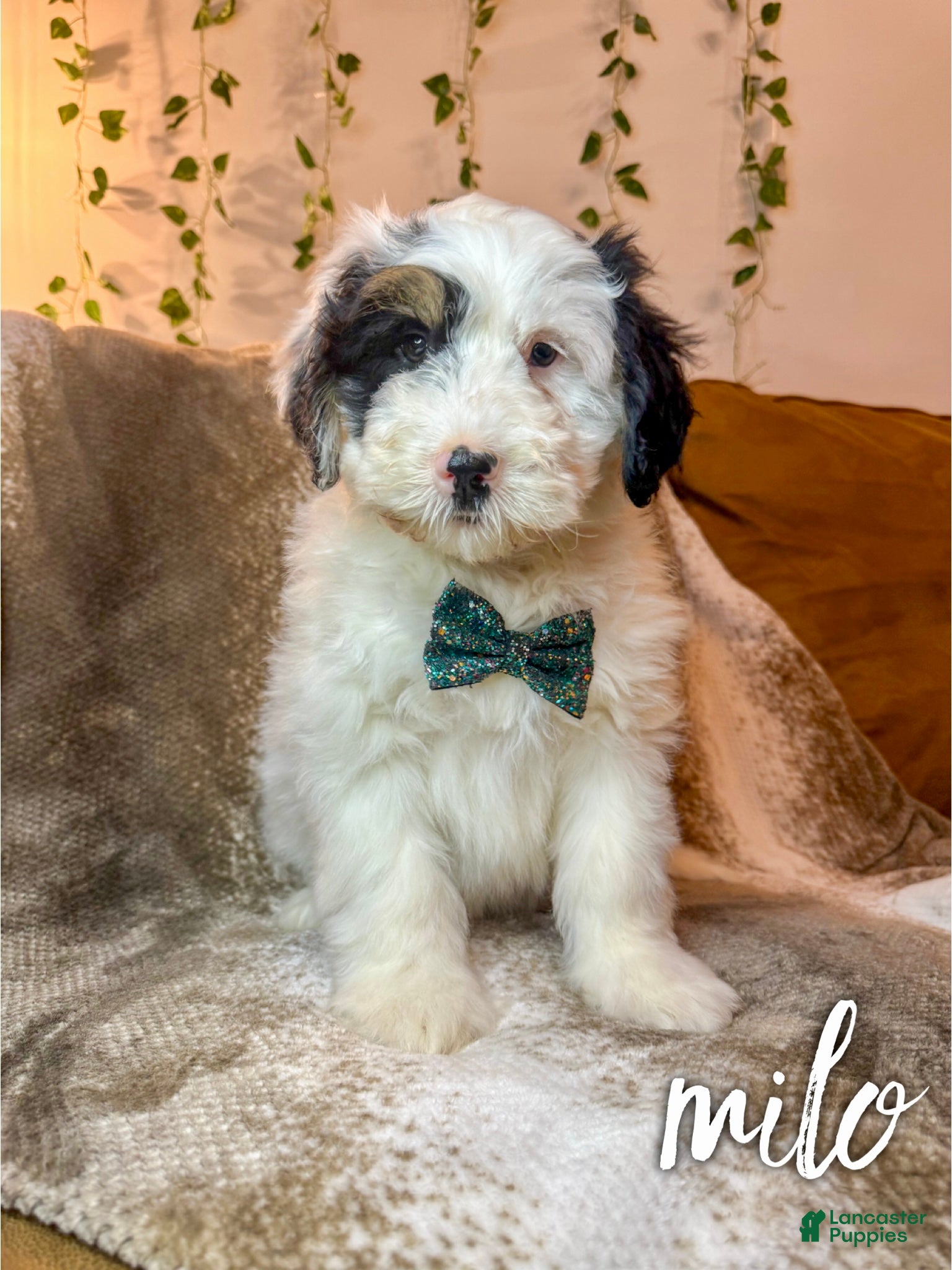 Mini Bernedoodle dogs Milo - Ad 5