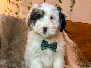 Mini Bernedoodle dogs Milo - Ad 9