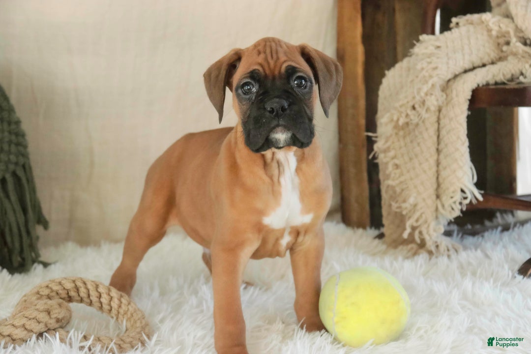 Boxer dogs for sale: Fred - Ad 3