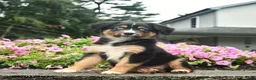 Australian Shepherd dogs for sale: Dolly  - Ad 4