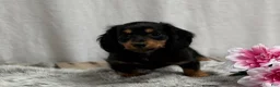 Miniature Dachshund dogs for sale: Spunky - Ad 3