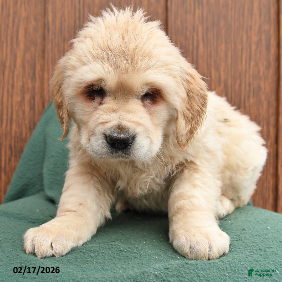 Golden Retriever dogs Bailey - Ad 2