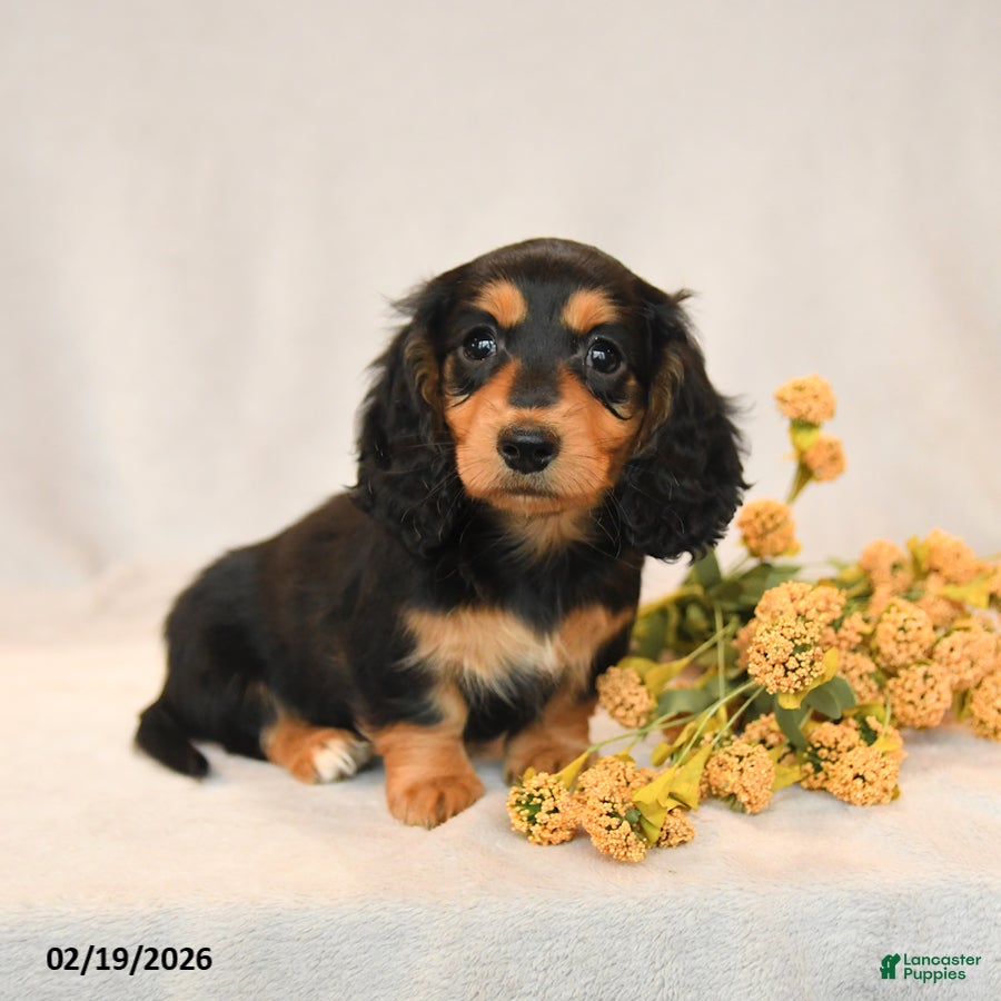 Miniature Dachshund dogs Bella   - Ad 2