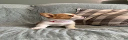 Welsh Corgi Pembroke dogs for sale: Welsh Corgi Pembroke 3 - Ad 21