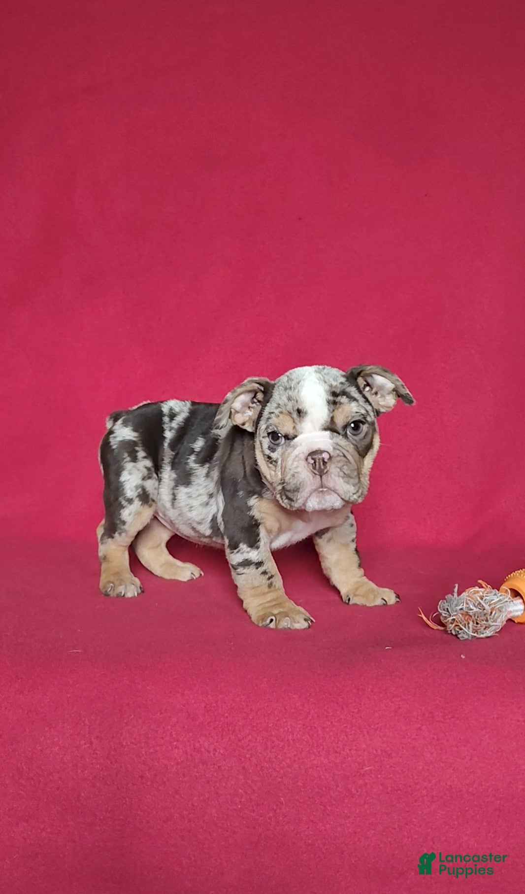 English Bulldog dogs Reba - Ad 1