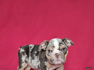 English Bulldog dogs Reba - Ad 1