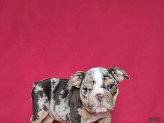 English Bulldog dogs Reba - Ad 33