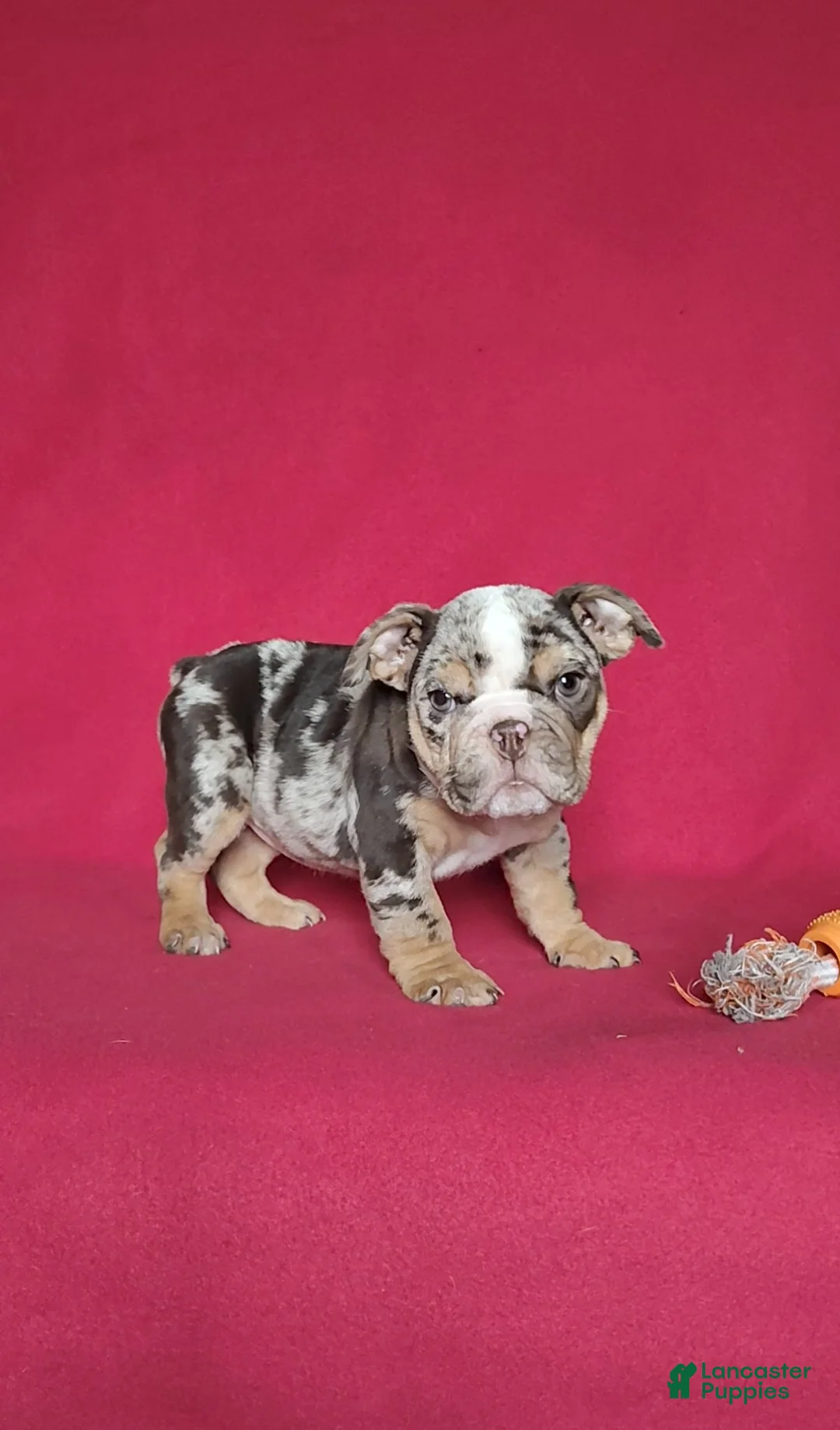English Bulldog dogs for sale: Reba - Ad 1