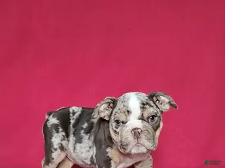 English Bulldog dogs Reba - Ad 30