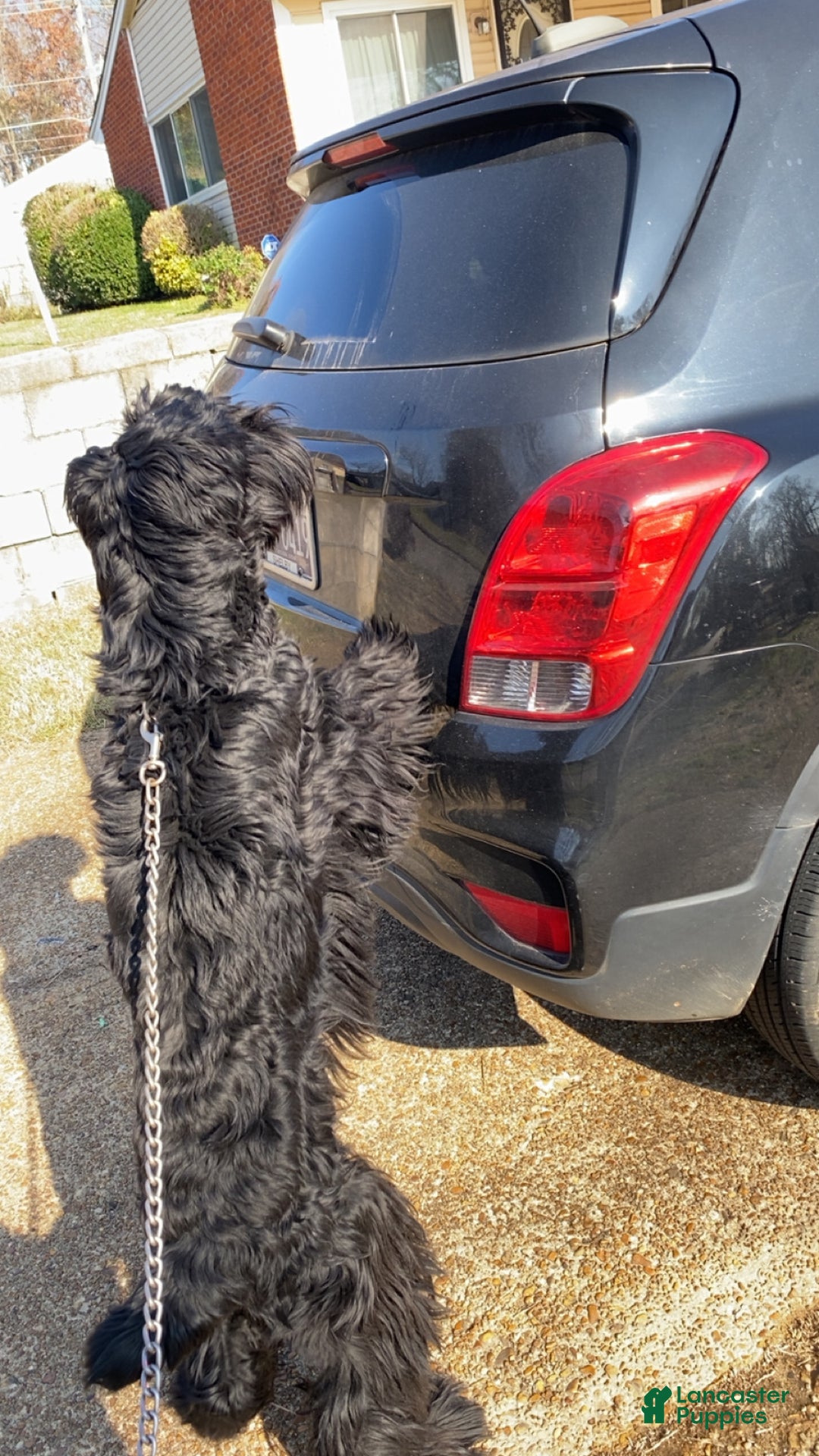 Giant Schnauzer dogs for sale: Giant Schnauzer Puppy 2 - Ad 3