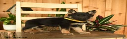German Shepherd dogs for sale: Jeanie - Ad 5