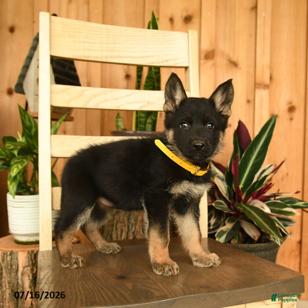 German Shepherd dogs for sale: Jeanie - Ad 5