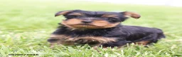 Yorkshire Terrier dogs for sale: Olive - Ad 4