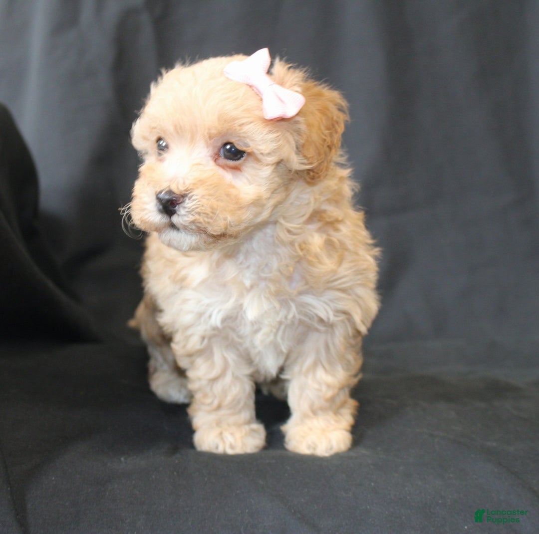 Bichpoo dogs for sale: Betsy - Ad 5