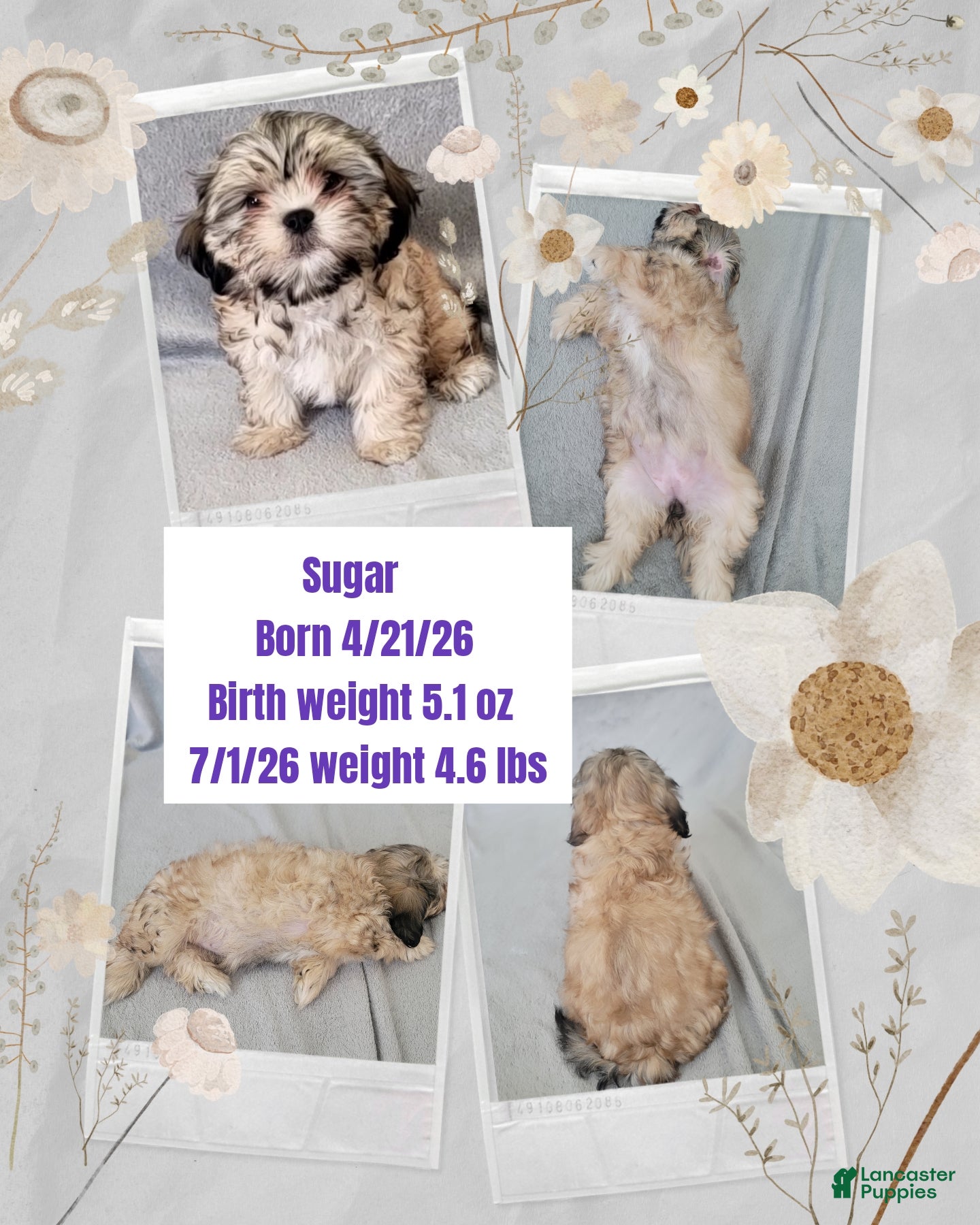 Shorkie dogs SUGAR - Ad 2