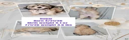 Shorkie dogs for sale: SUGAR - Ad 2