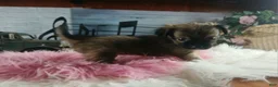 Chihuahua dogs for sale: Micro teacup chihuahua long hair. Hand Delivery  - Ad 8