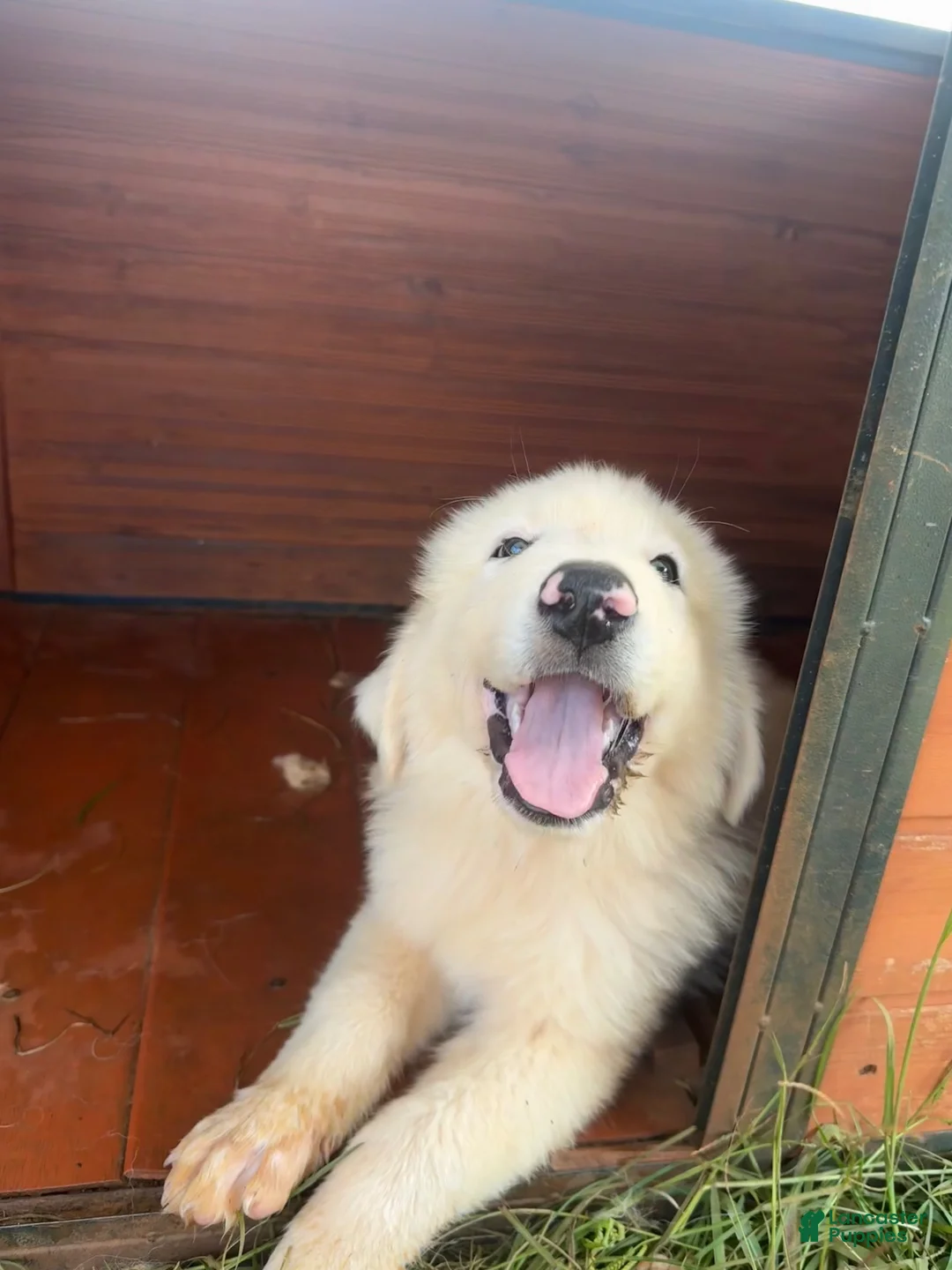 Great Pyrenees dogs for sale: Great Pyrenees 3 - Ad 10