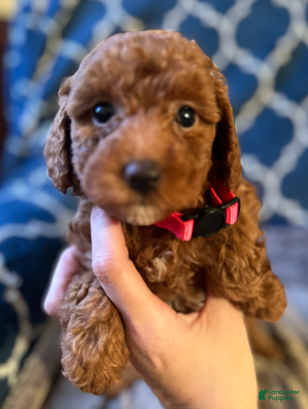 Mixed Breed dogs for sale: Blossom- AKC Genetically Tested Parents  - Ad 1