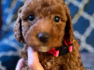 Mixed Breed dogs Blossom- AKC Genetically Tested Parents - Ad 40