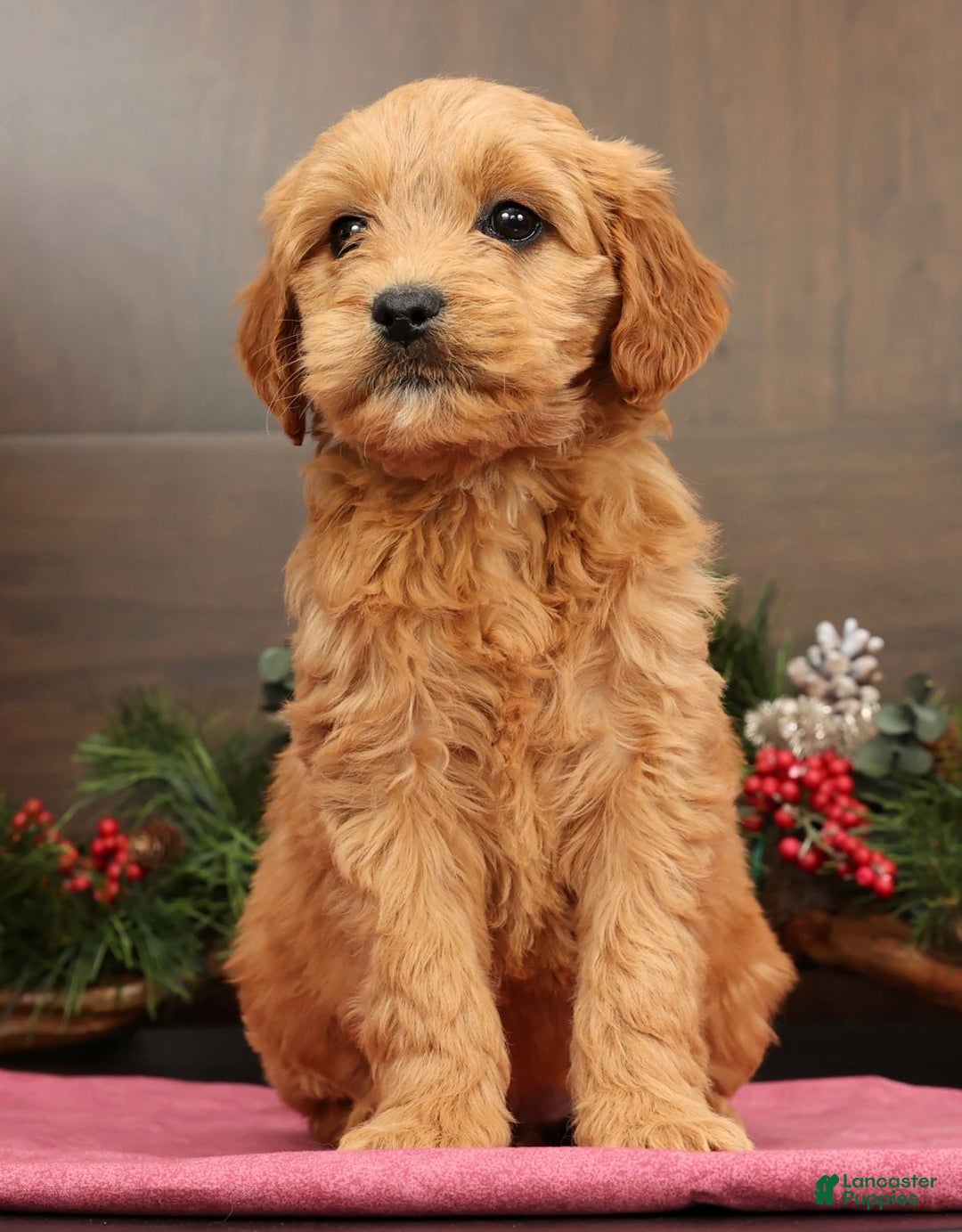 Mini Goldendoodle dogs for sale: Paige - Ad 5