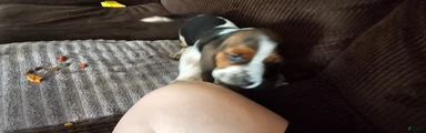 Basset Hound 2