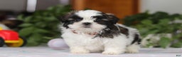 Shih Tzu dogs for sale: Kyle - Ad 3