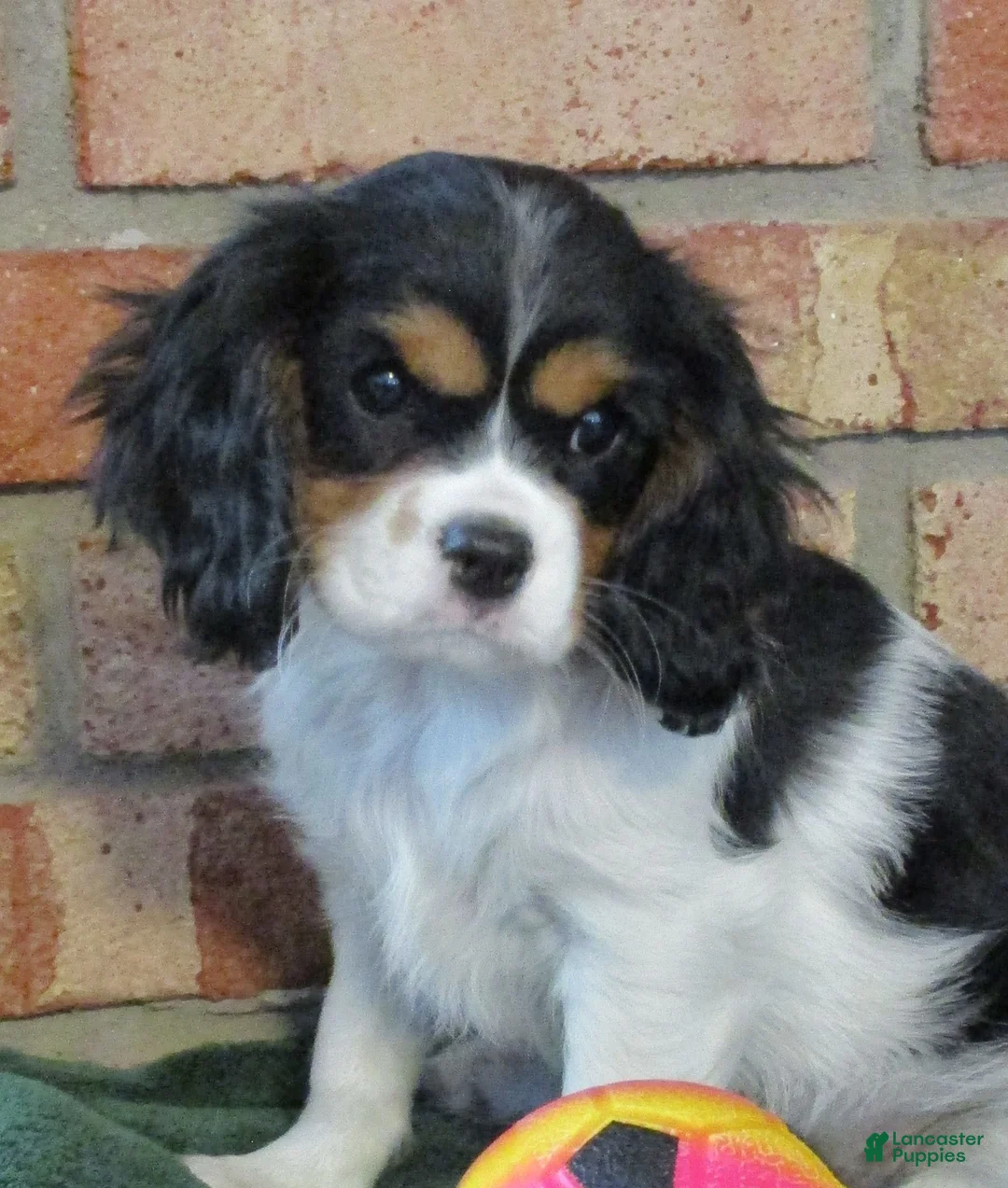 Cavalier King Charles Spaniel dogs for sale: Bella - Ad 4