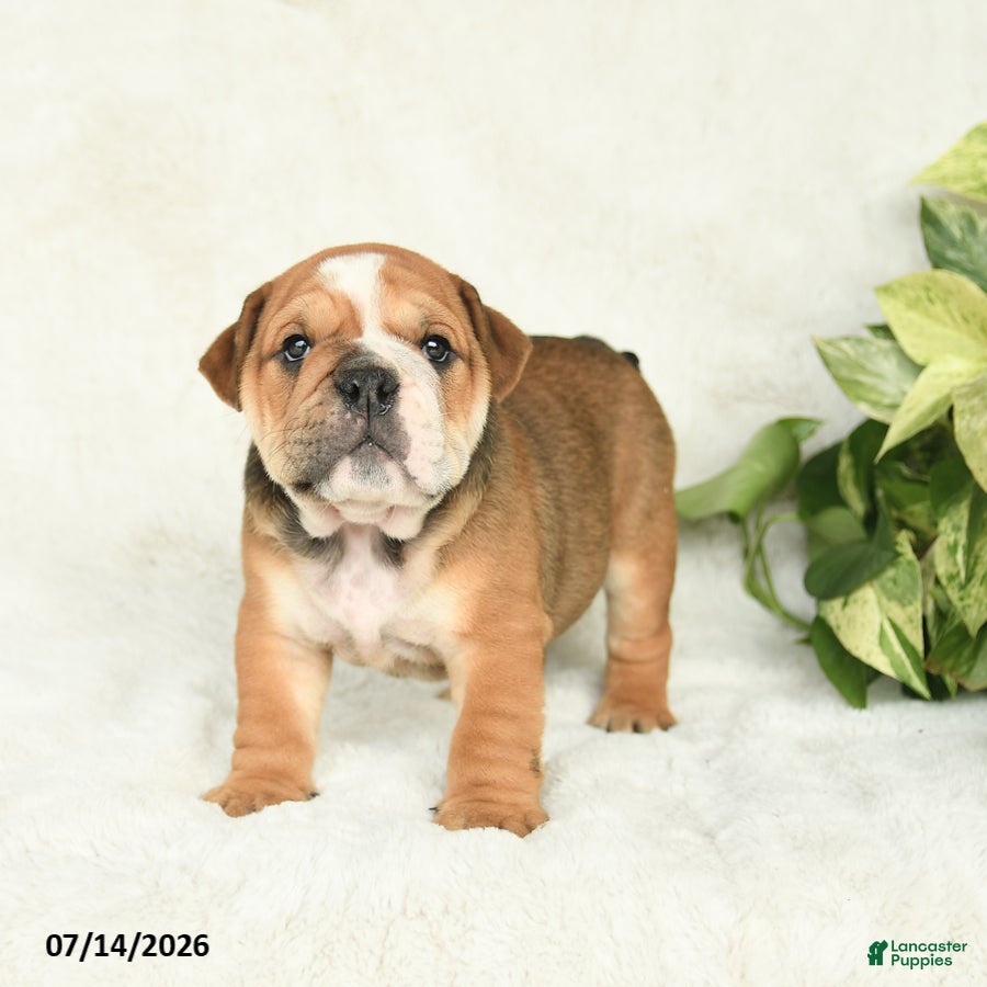 English Bulldog dogs Ty  - Ad 2