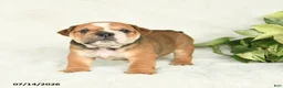 English Bulldog dogs for sale: Ty  - Ad 2