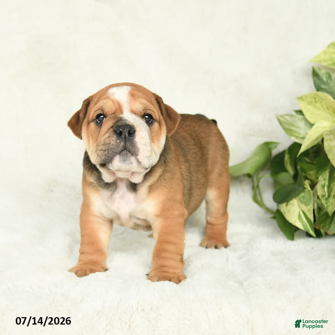 English Bulldog dogs for sale: Ty  - Ad 2