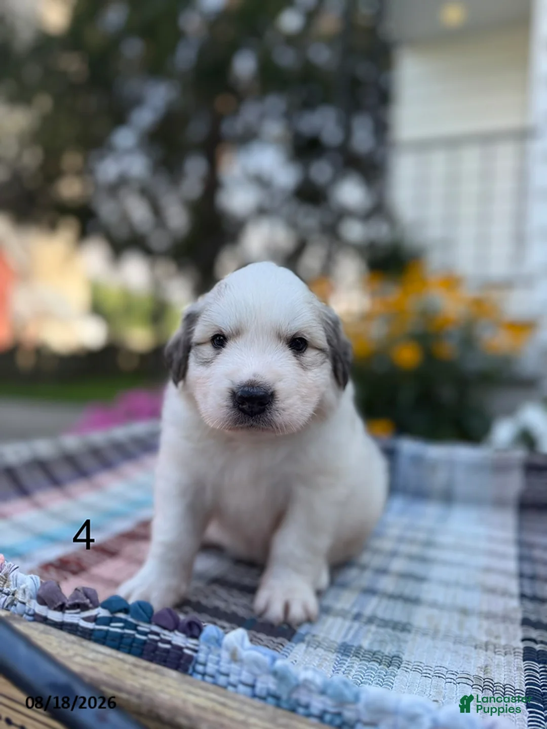 Great Pyrenees dogs for sale: Nicky - Ad 1