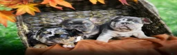 French Bulldog dogs for sale: Merle Male - Ad 3