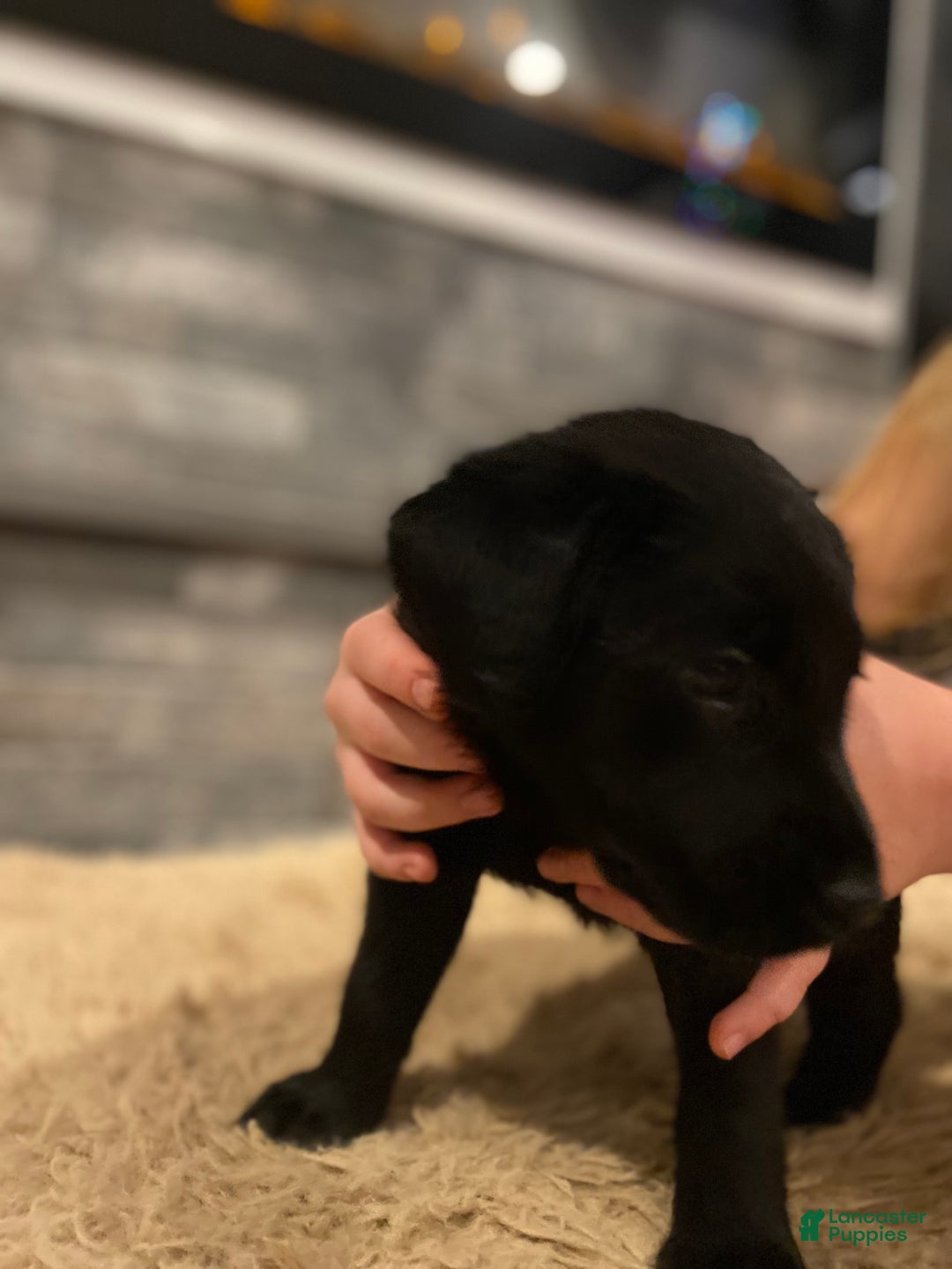 Labrador Retriever dogs for sale: Black Female 1 - Ad 2