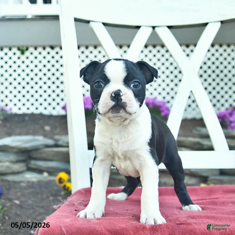Boston Terrier dogs for sale: Pandora - Ad 1
