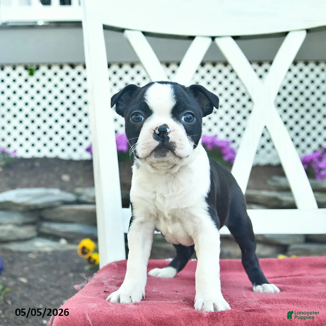 Boston Terrier dogs for sale: Pandora - Ad 1