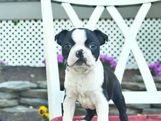 Boston Terrier dogs for sale: Pandora - Ad 1