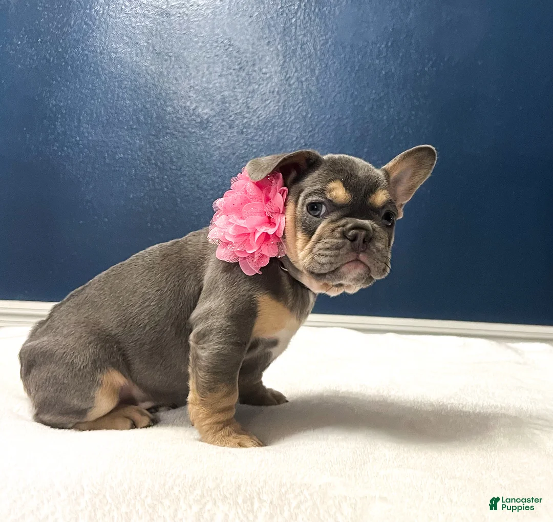 French Bulldog dogs for sale: Pandora - Ad 7