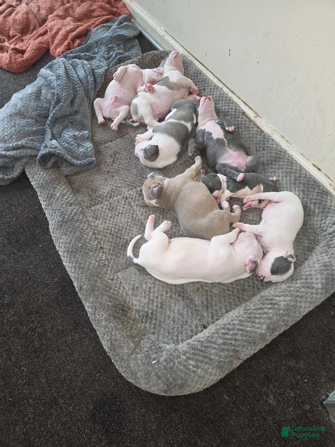 American Staffordshire Terrier dogs for sale: American Staffordshire Terrier Puppy 2 - Ad 4