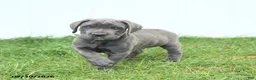 Cane Corso dogs for sale: Rodeo - Ad 14