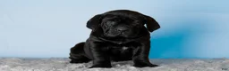 Cane Corso dogs for sale: Millie - Ad 8