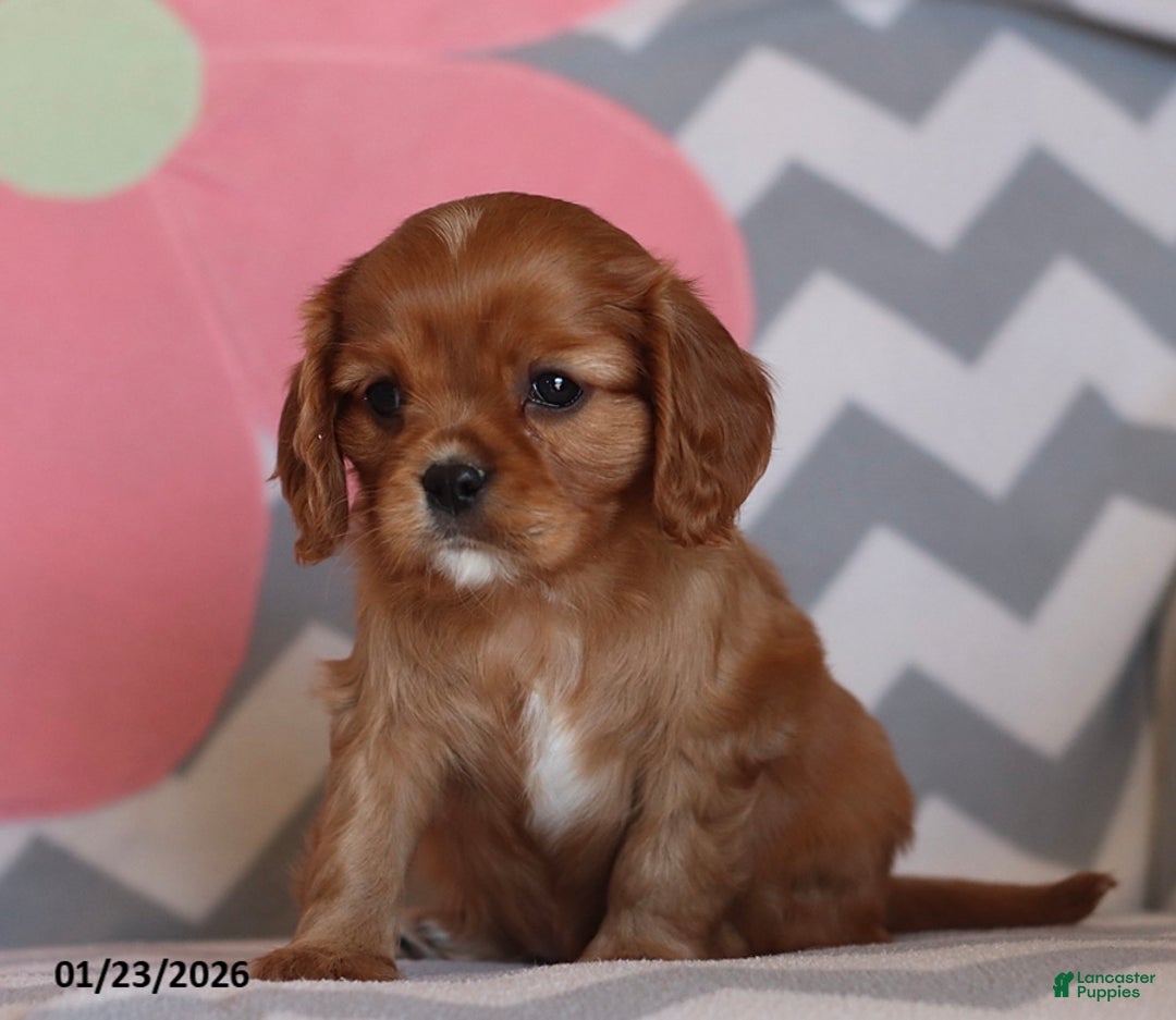 Cavalier King Charles Spaniel dogs for sale: Isabelle - Ad 4