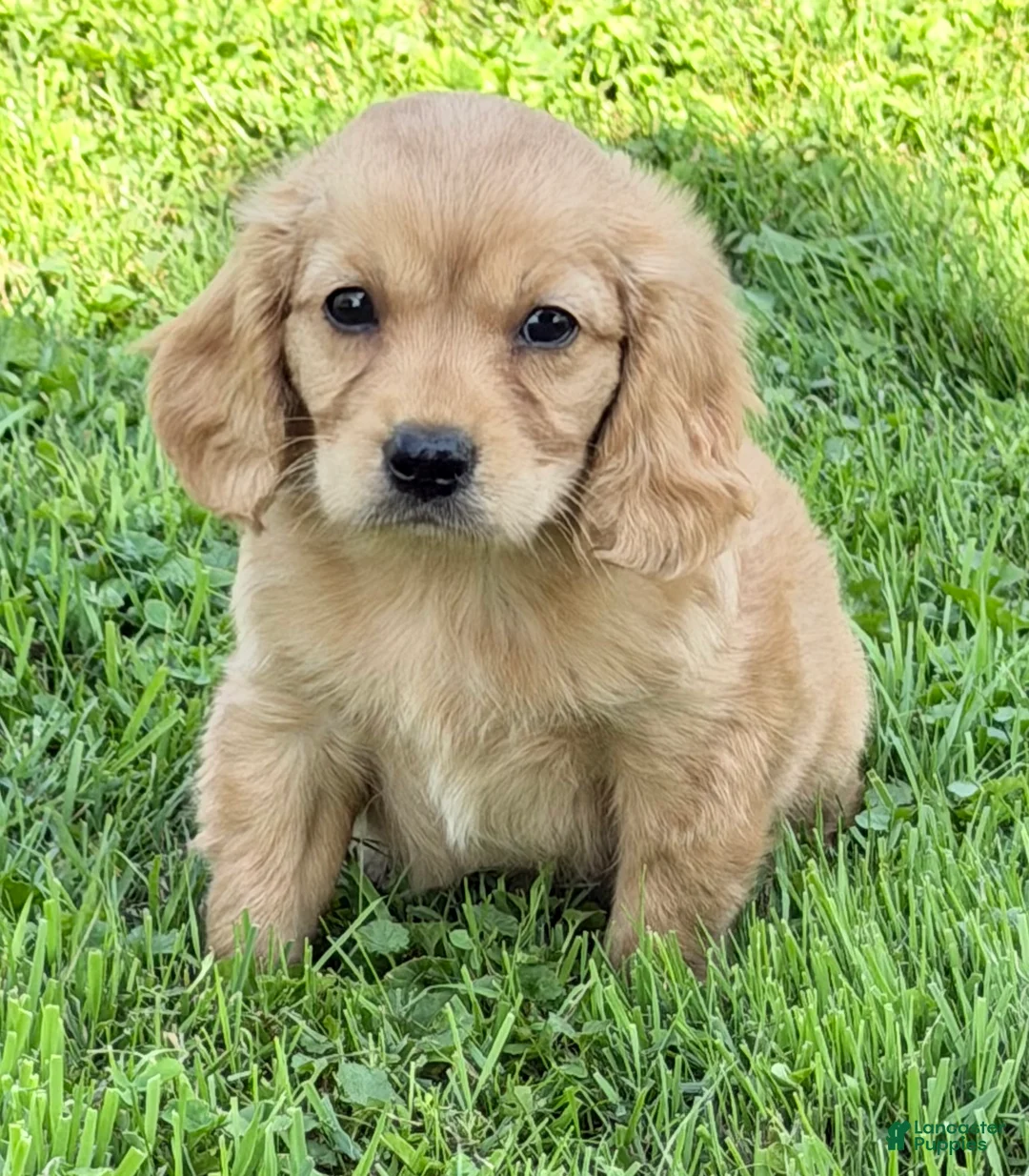 Miniature Golden Retriever dogs for sale: Grover Male Mini Golden Retriever - Ad 7