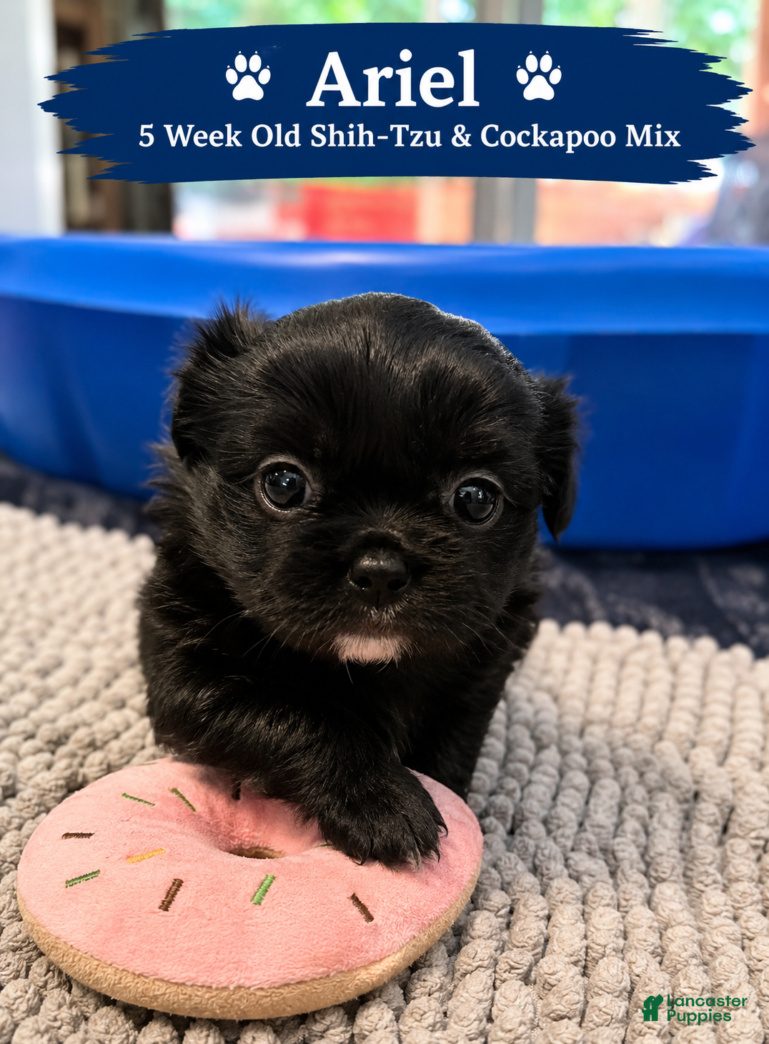 Mixed Breed dogs Ariel Black  - Ad 26
