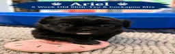 Mixed Breed dogs for sale: Ariel Black  - Ad 1
