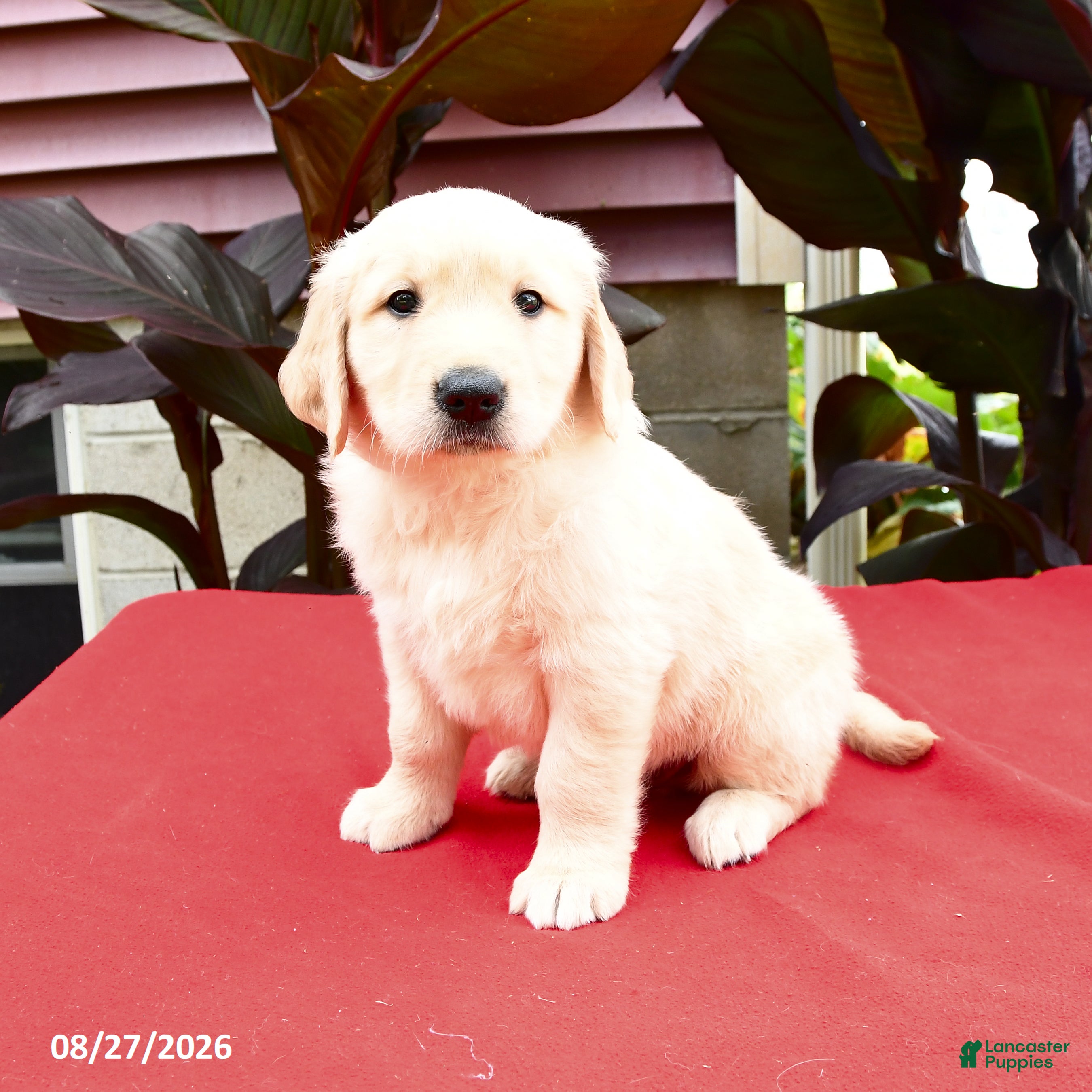 Golden Retriever dogs Cleo - Ad 1