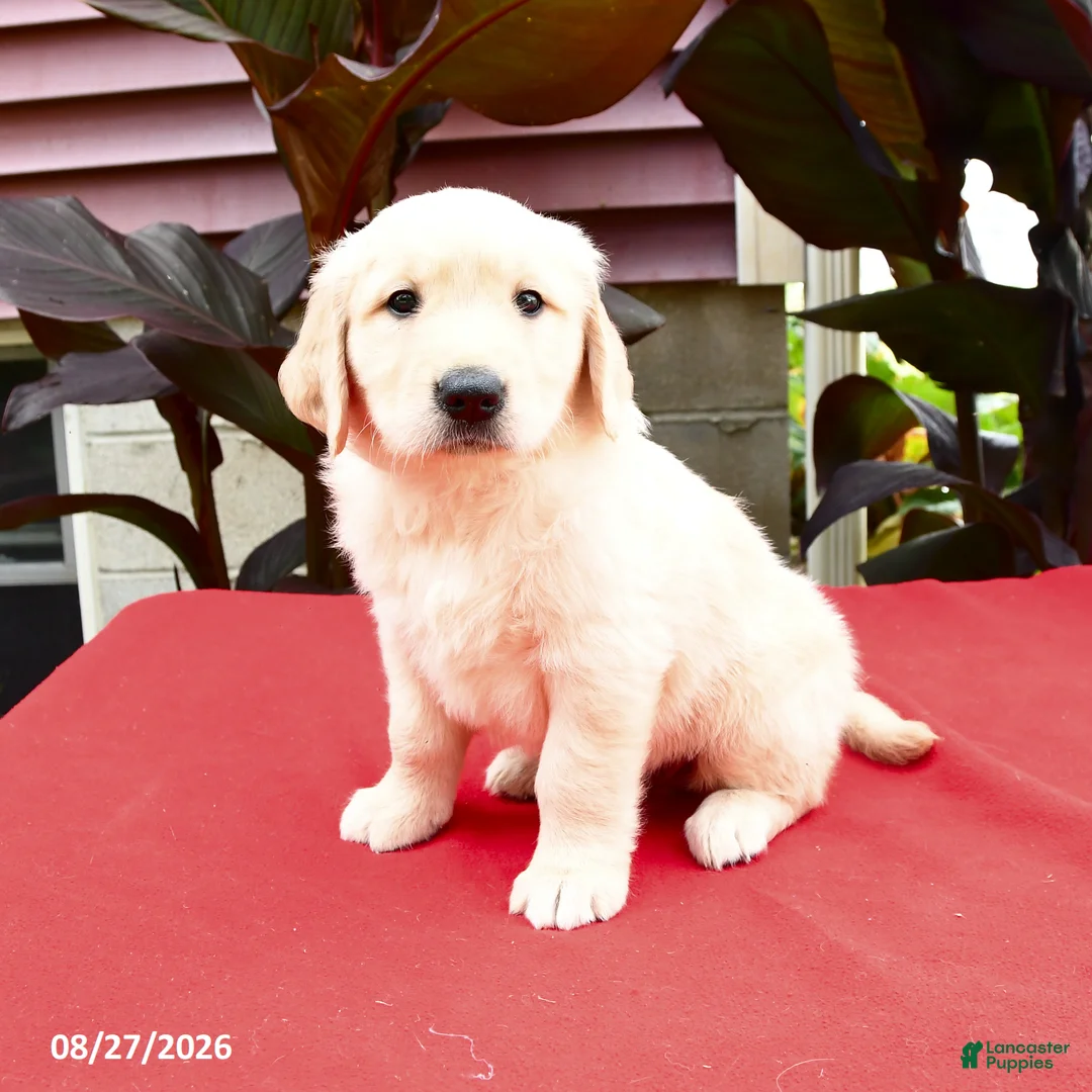 Golden Retriever dogs for sale: Cleo - Ad 1