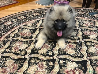Keeshond dogs Richi - Ad 6