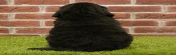 Newfoundland dogs for sale: Betsy - Ad 6