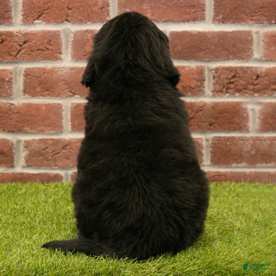Newfoundland dogs for sale: Betsy - Ad 6